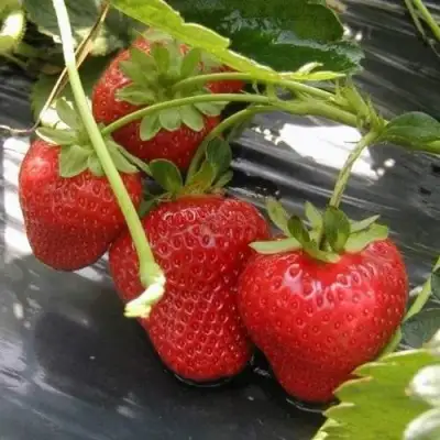 Клубника МОНТЕРЕЙ ремонтантная в Жодино