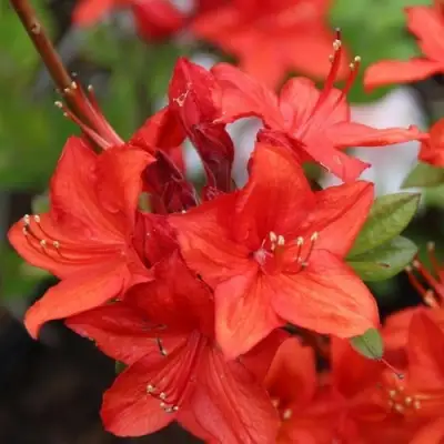 Азалия ПАРКФАЕР листопадная в Жодино