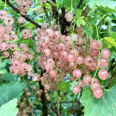 Смородина розовая ГОЛЛАНДСКАЯ РОЗОВАЯ в Жодино