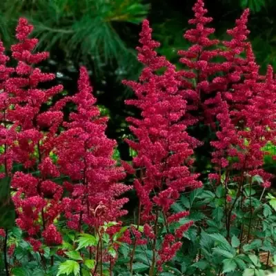 Астильба БУРГУНДИ РЕД Арендса в Жодино