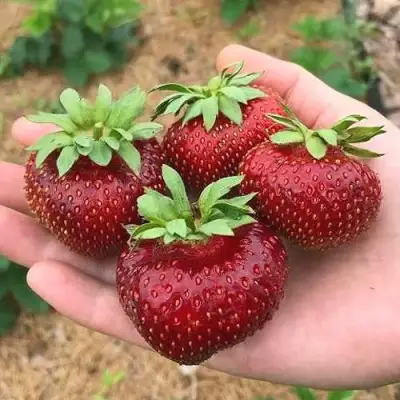 Клубника МАЛЬВИНА в Жодино