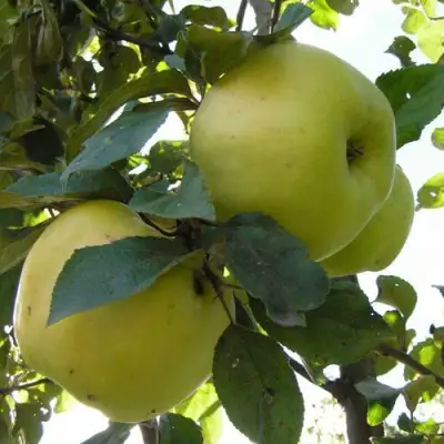 Яблоня АНТОНОВКА ОБЫКНОВЕННАЯ в Жодино