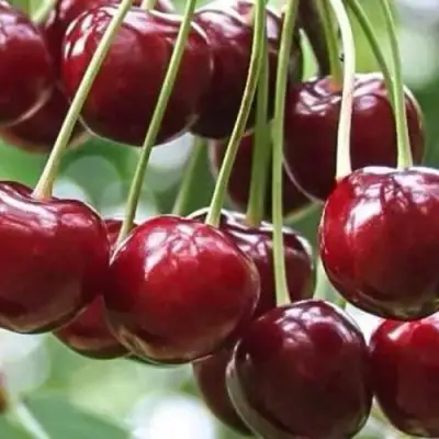 Вишня УЙФЕХЕРТОЙ ФЮРТОШ в Жодино