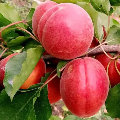 Абрикос РУБИСТА в Жодино