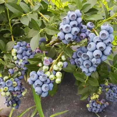 Голубика ОСОРНО в Жодино