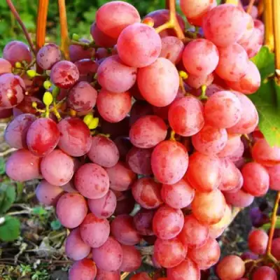 Виноград КИШМИШ КРАСНЫЙ в Жодино