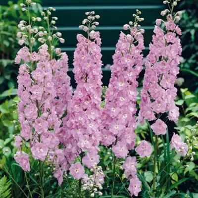 Дельфиниум ПЕТТИКОУТ гибридный в Жодино