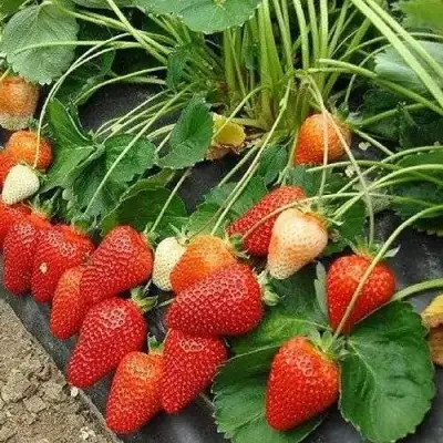 Клубника РОКСАНА в Жодино