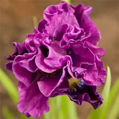 Ирис БАНДЛ ОВ ДЖОЙ сибирский в Жодино