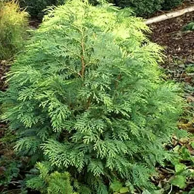 Кипарисовик САНКИСТ лавсона в Жодино