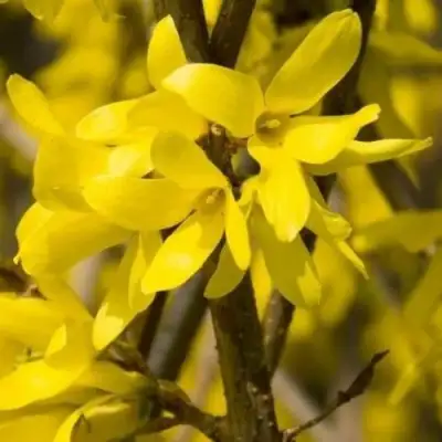 Форзиция ТАРАНДТ промежуточная в Жодино