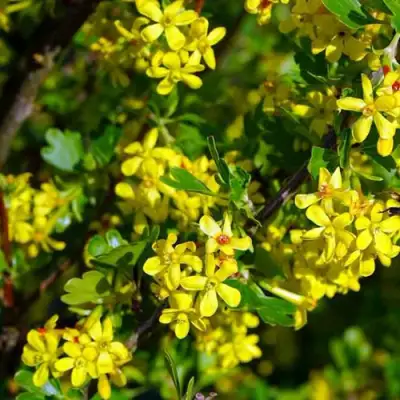 Смородина золотистая ВИШНЕВАЯ в Жодино