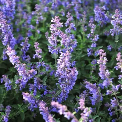 Котовник СИКС ХИЛЛС ГИАНТ в Жодино