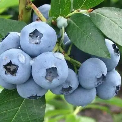 Голубика БЛЮЭТТА в Жодино