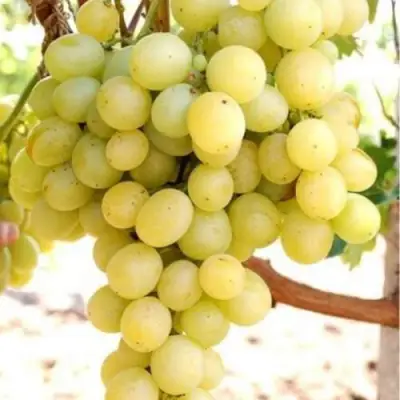 Виноград ТАЛИСМАН в Жодино
