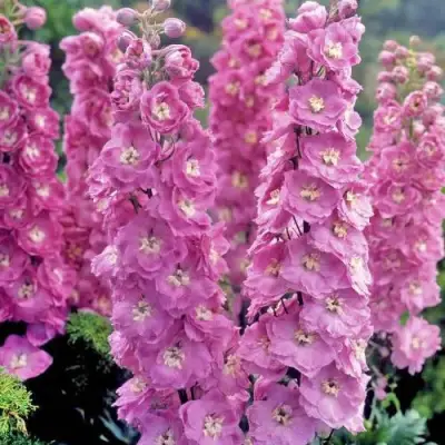 Дельфиниум ДЕЛЬФИС ПИНК ПАУЭ высокий в Жодино