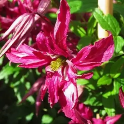 Клематис РОЗАЛИН в Жодино