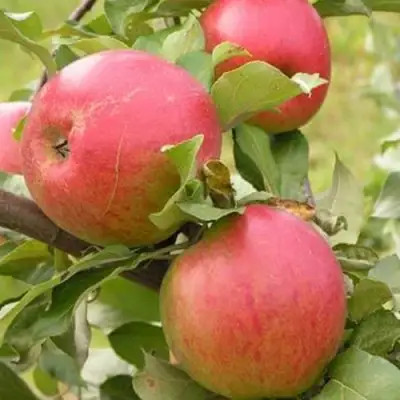 Яблоня АУКСИС в Жодино