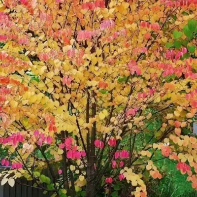 БАГРЯННИК японский в Жодино