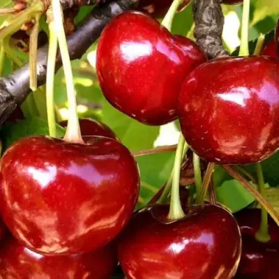 Черешня МИНЧАНКА в Жодино