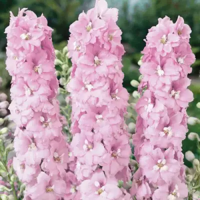 Дельфиниум ПЕТТИКОУТ гибридный в Жодино