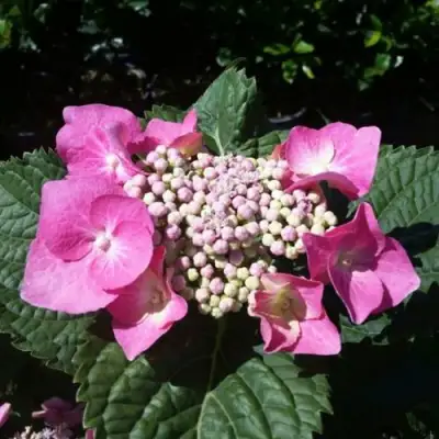 Гортензия БЛАУМАЙС (БЛАУМАЙЗЕ) крупнолистная в Жодино