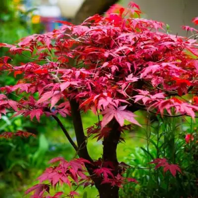 Клен дланевидный АТРОПУРПУРЕУМ в Жодино