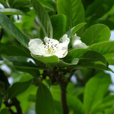 МУШМУЛА  в Жодино