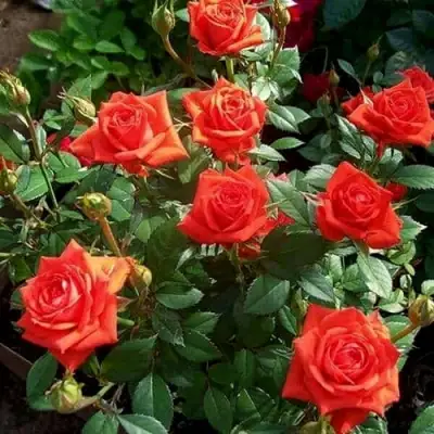 Роза ОРАНЖ ДЖЕВЕЛ миниатюрная в Жодино