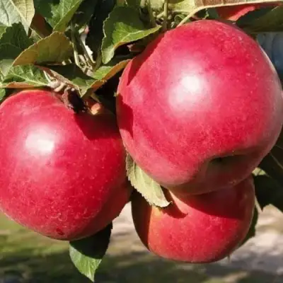 Яблоня РУБИН в Жодино