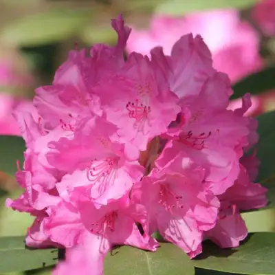 Рододендрон ЛУМИНА в Жодино