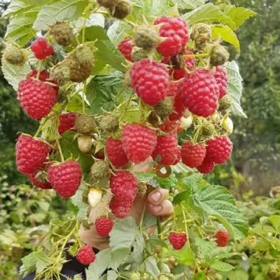 Малина ТАДМОР в Жодино