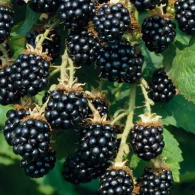 Ежевика БЛЭК САТИН бесшипная  в Жодино