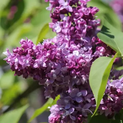 Сирень ИЗОБИЛИЕ в Жодино