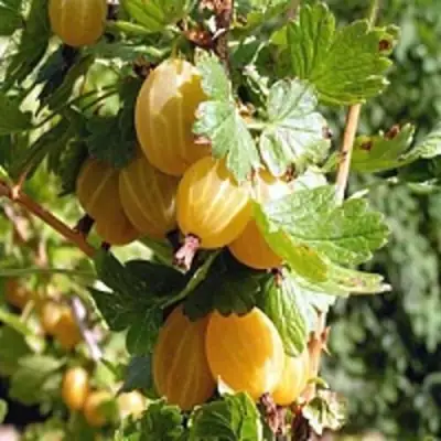 Крыжовник КУРШУ ДЗИНТАРС  в Жодино