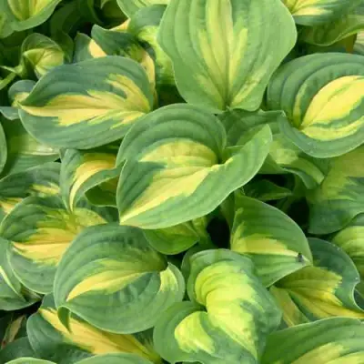 Хоста ЭМЕРАЛЬД ЧАРДЖЕР гибридная в Жодино