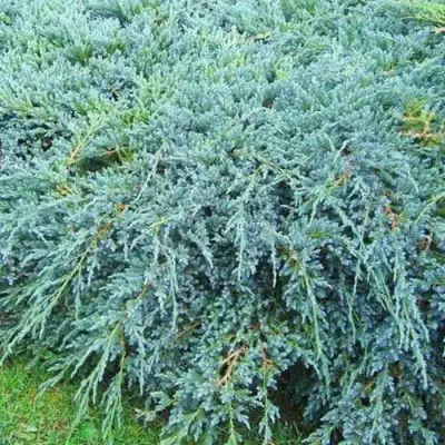 Можжевельник БЛЮ КАРПЕТ чешуйчатый в Жодино