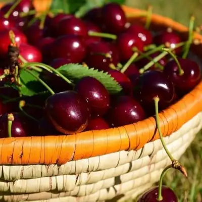 Вишня НЕСВИЖСКАЯ в Жодино