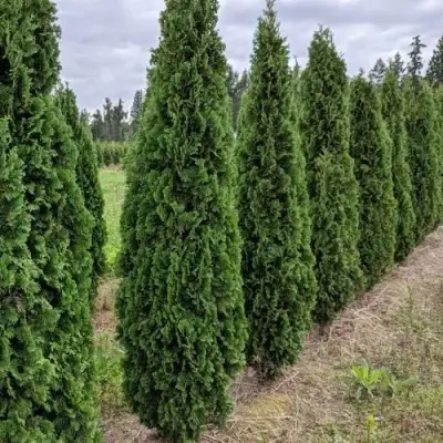 Туя ДЕГРУТ СПАЙР западная в Жодино