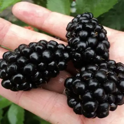 Ежевика ПОЛАР бесшипная  в Жодино