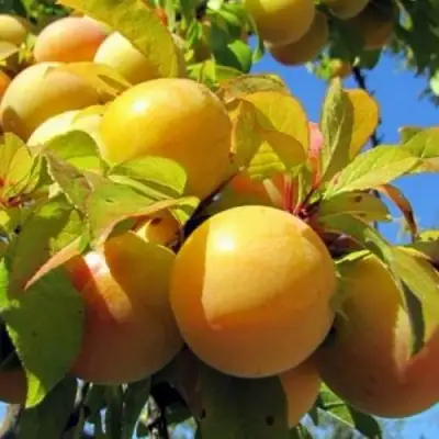 Слива МЕДОВАЯ ЖЁЛТАЯ в Жодино