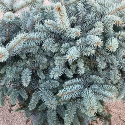 Ель ГЛАУКА колючая в Жодино