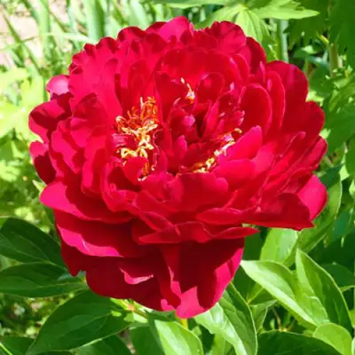 Пион ХРАБРЫЙ ВОИН травянистый в Жодино