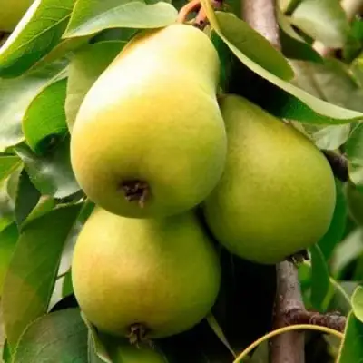 Груша НЕЖНОСТЬ колонновидная	 в Жодино