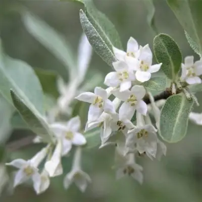 ЛОХ СЕРЕБРИСТЫЙ в Жодино
