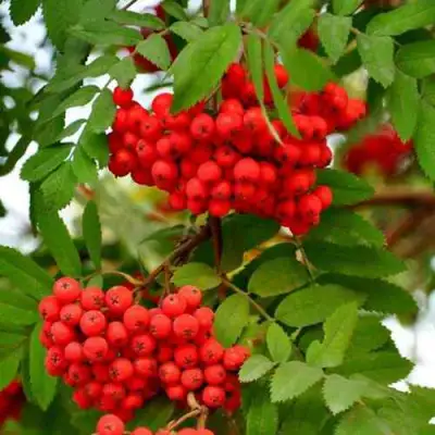 Рябина ОБЫКНОВЕННАЯ в Жодино