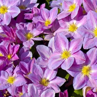 Клематис ЧЕЙНДЖ ОФ ХАРТ в Жодино