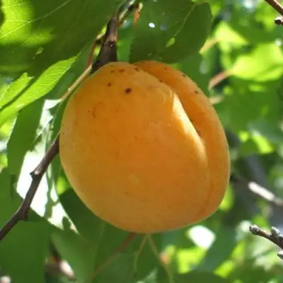 Абрикос ОРЛОВЧАНИН  в Жодино