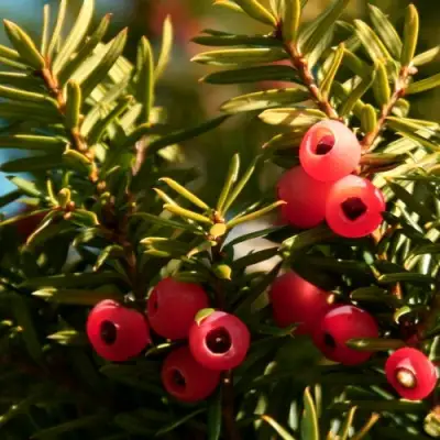 Тис ЭЛЕГАНТИССИМА ягодный в Жодино