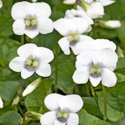 Фиалка АЛЬБИФЛОРА сестринская в Жодино